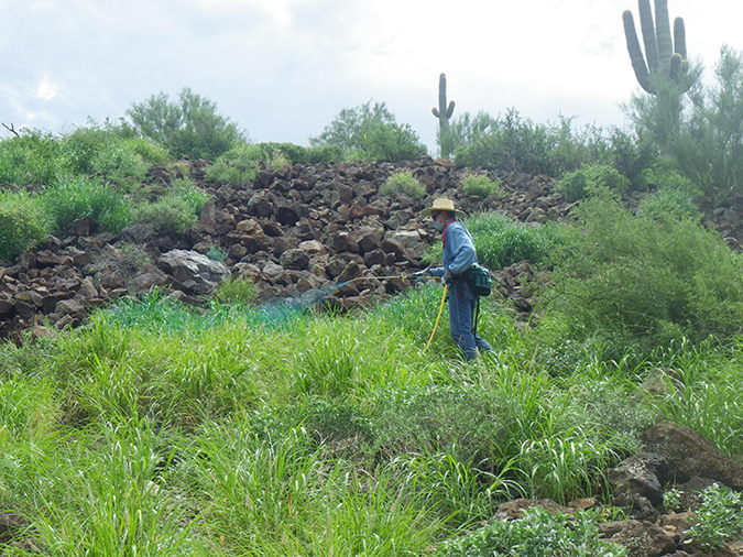 Person applying herbicide to buffelgrass on a hillside.