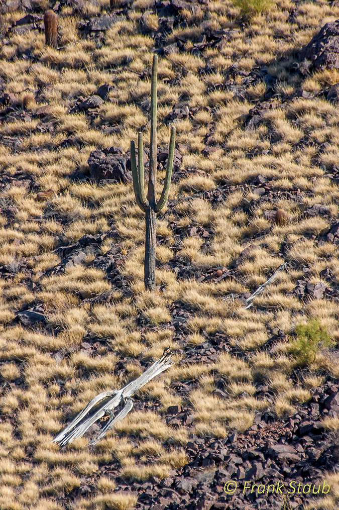 Photo of a hill side with one large live saguaro cactus and one large dead saguaro cactus, both surrounded by buffelgrass which covers the hillside. 