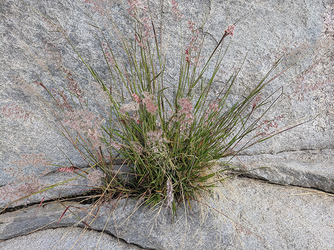 Photo of Rose Natal grass growing in a rock crevice. Pink flowers and green stems highlighted. 