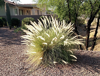 White-flowered fountaingrass grows in front of a typical Arizona house