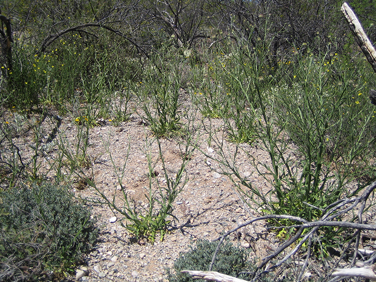 Relatively dense stand of fairly large Malta star-thistle plants in Saguaro National Park (April 2019).  NPS Photo.