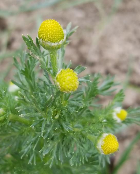 Pineappleweed close up