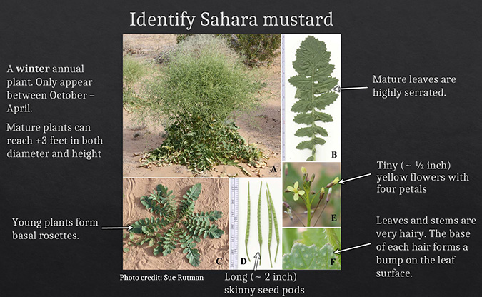 Identification guide to Sahara Mustard