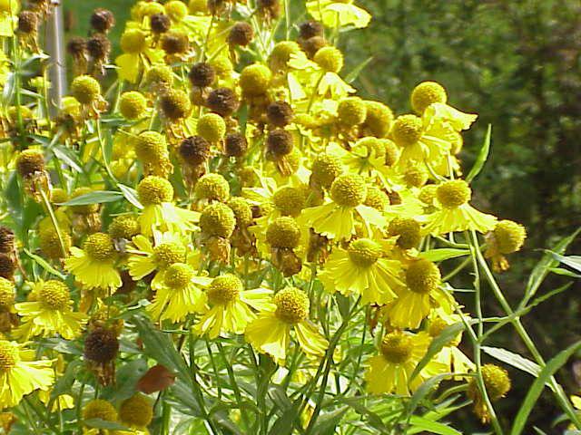 Sneezeweed plant view