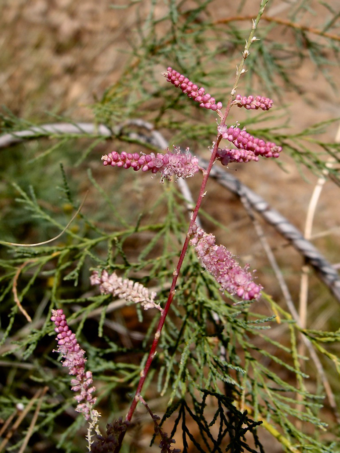 Close up view of Tamarix flower