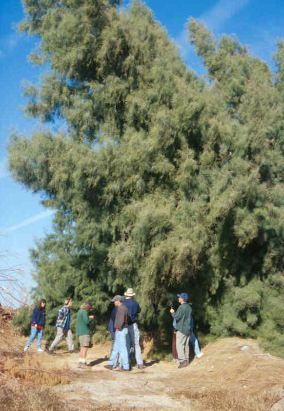 View of tall Tamarix tree