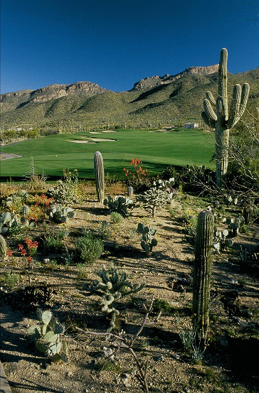 Photo of desert landscape next to a golf course