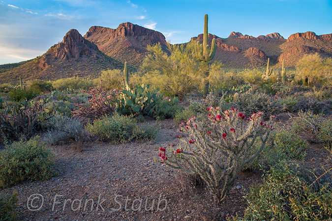 Photo of the Sonoran desert in bloom with native vegetation