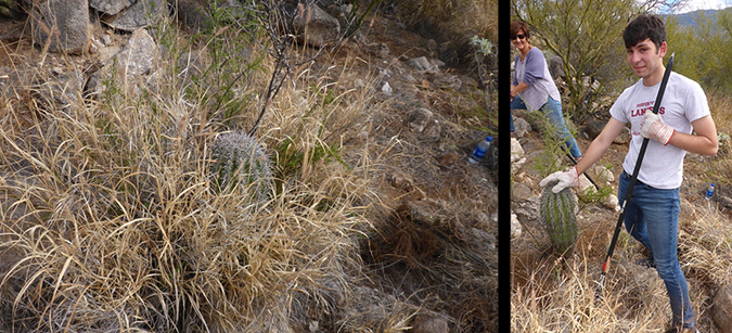 Before and after clearing buffelgrass from a young saguaro