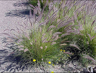 Clumps of Pink-flowered fountaingrass grow through a gravel-covered urban landscape