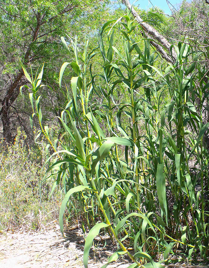 Foraging Texas: Bamboo/River Cane