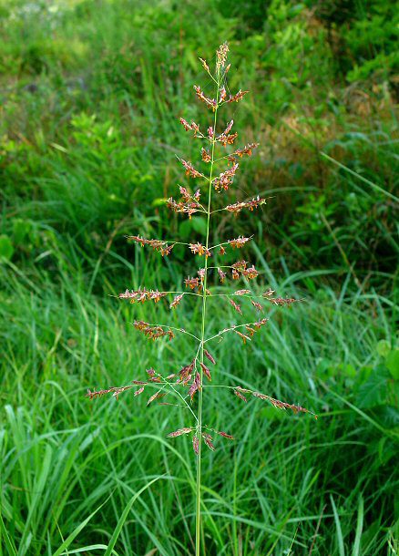 Weekly Weed: Johnsongrass (Sorghum halepense)