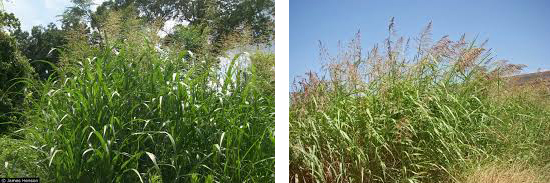 Two images showing clumps of Johnson Grass