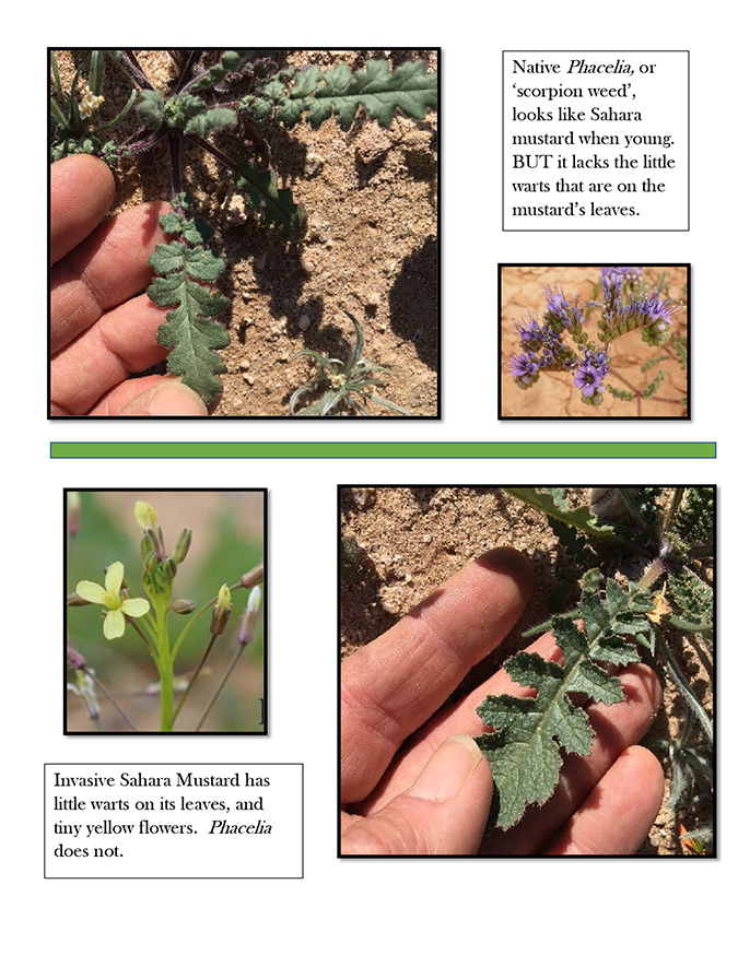 Tumbleweed, Deserts, Invasive Species, Wind Dispersal